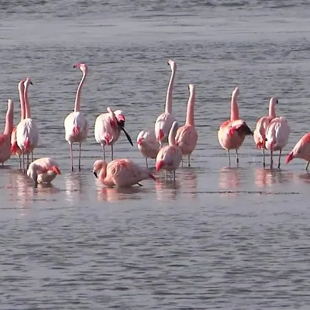 Zuid-holland Nabij Zandstrand Vp073 Ouddorp